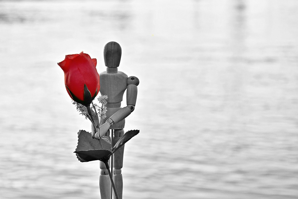 Valentine's Flower by nickspicsnz