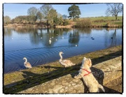 14th Feb 2019 - George and the swans