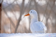 14th Feb 2019 - The beautiful white duck!