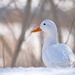 The beautiful white duck! by fayefaye