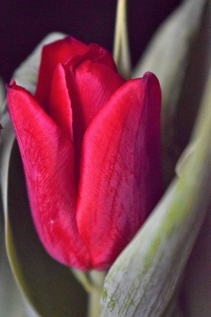 Valentine Tulip by sandlily