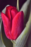 14th Feb 2019 - Valentine Tulip