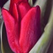 Valentine Tulip by sandlily