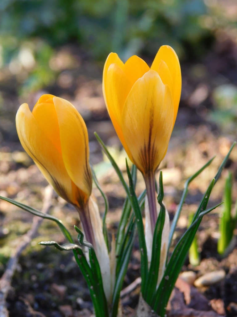 Sunny crocus by 365anne