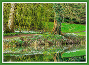15th Feb 2019 - Snowdrops And Reflections