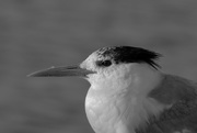 15th Feb 2019 - Crested Tern .._DSC6034