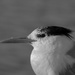 Crested Tern .._DSC6034 by merrelyn
