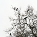 Ubiquitous by seattlite