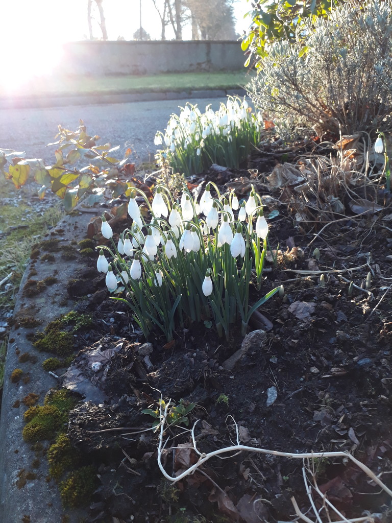 Snowdrops and sunshine  by sarah19