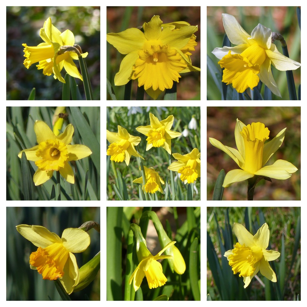 Sunny Daffodils by susiemc