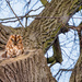 Tawny Owl by haskar