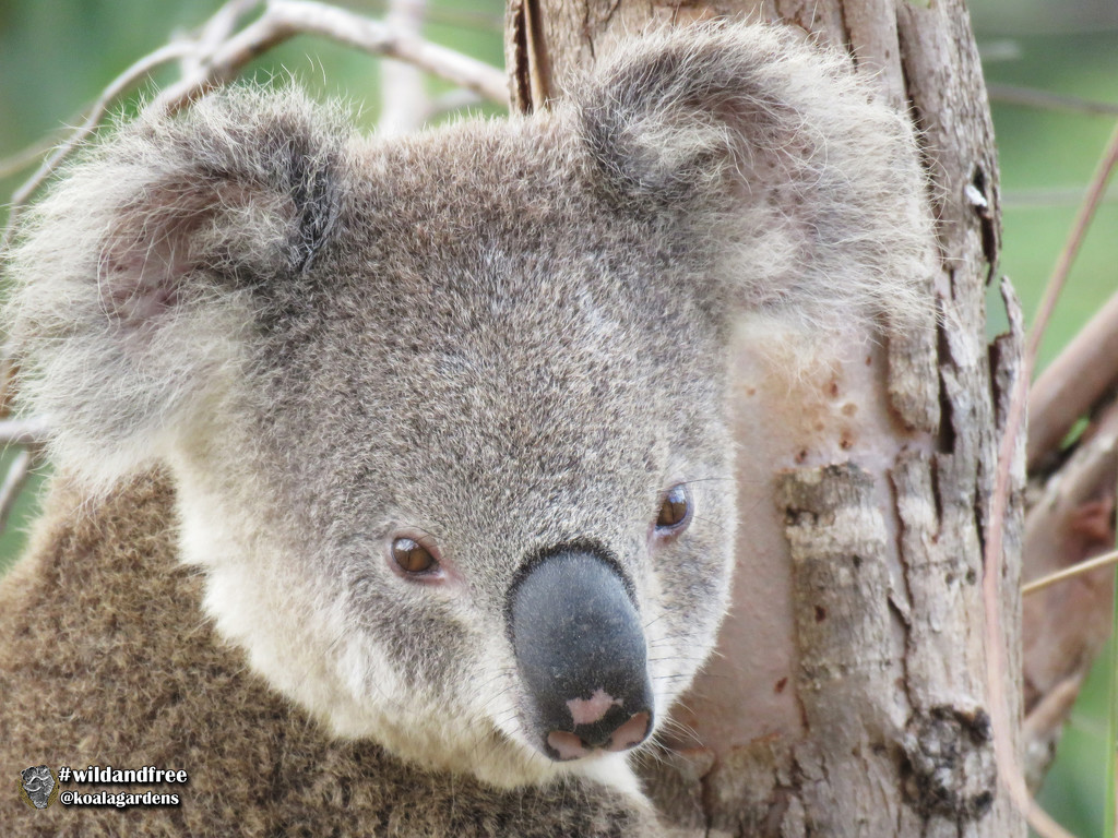 Tucker by koalagardens