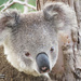 Tucker by koalagardens