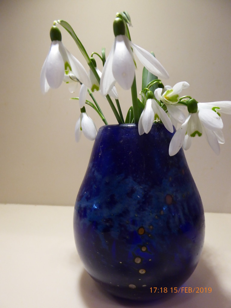 Snowdrops in a blue vase...  by snowy