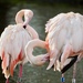 Flamingo Friday by bizziebeeme