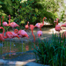 Flamingo Friday '19 07 by stray_shooter