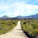 Organ Pipe National Monument, Arizona, USA by stownsend