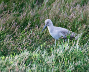 14th Feb 2019 - Willet