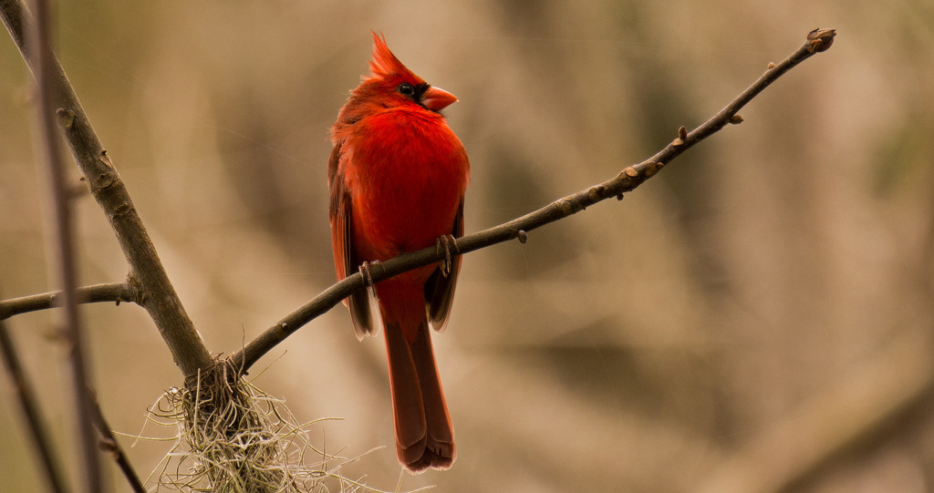 Mr Cardinal Sounding Off! by rickster549