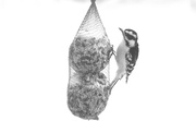17th Feb 2019 - It looks like the woodpecker enjoys the song-bird balls