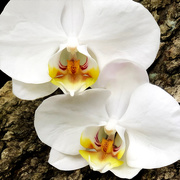 14th Feb 2019 - White Orchids On Valentine's Day