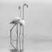 Flamingo Pair by taffy