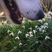 Wake Up and Smell the Snowdrops  by helenmoss