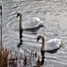 Swans by gillian1912