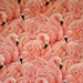 Australian Flamingo Friday  #3 by gilbertwood