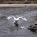 Mr swan at his antics again! by bizziebeeme