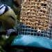 One more blue tit by 365anne