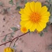 Little Yellow Flower by stownsend