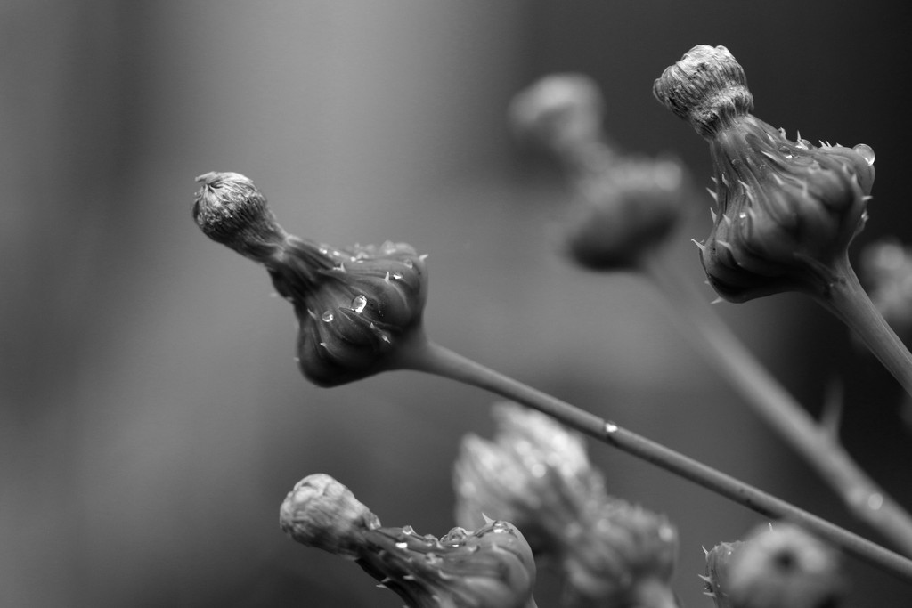 Weeds... by ingrid01