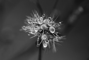 16th Feb 2019 - Mini dandelion with droplets
