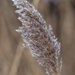 reed closeup by rminer