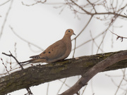 16th Feb 2019 - mourning dove