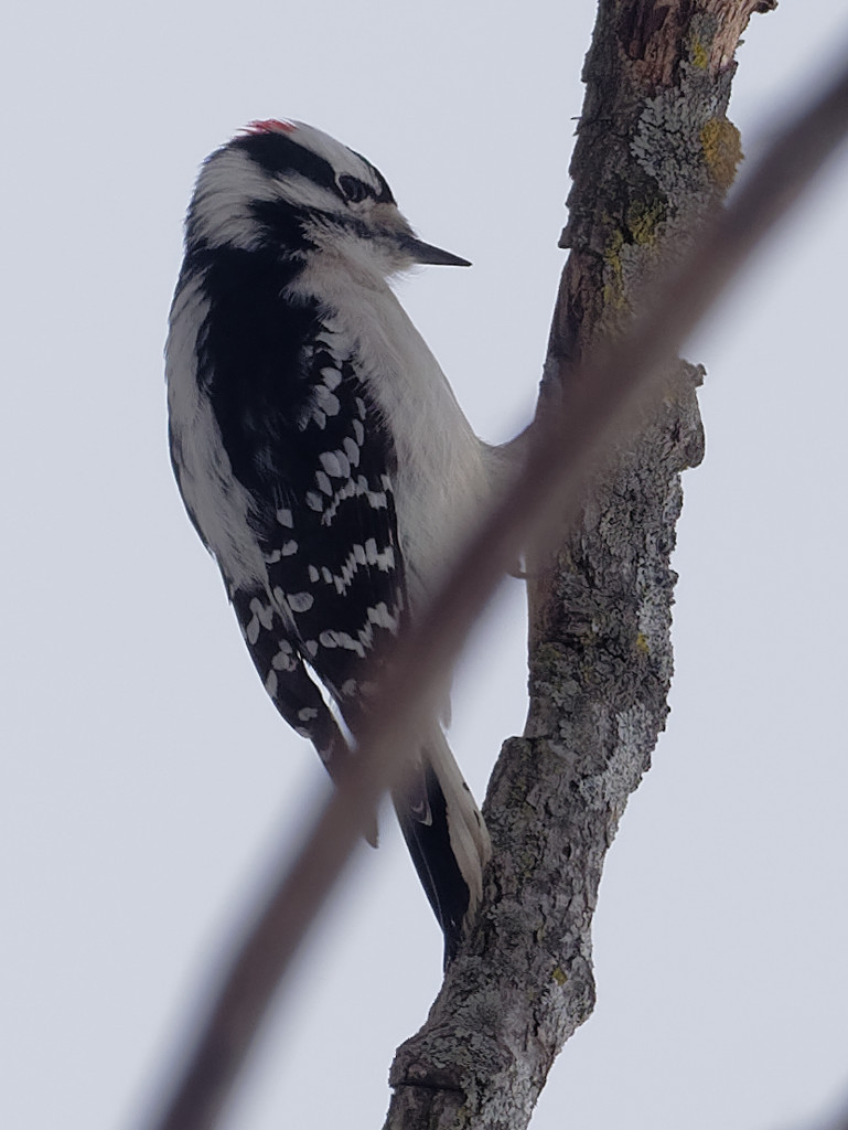 downy woodpecker portrait by rminer