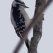 downy woodpecker portrait by rminer