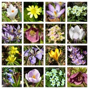 16th Feb 2019 - Everything Except Daffodils and Snowdrops