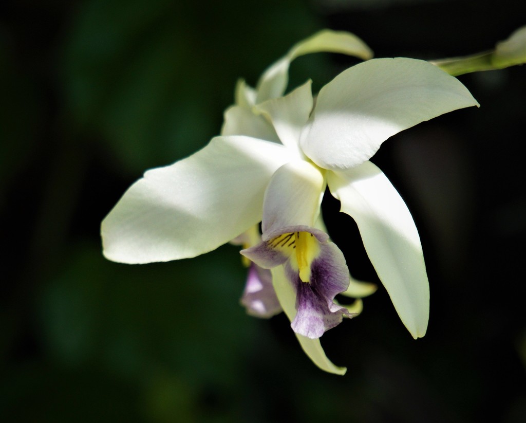 Orchid Showcase. Denver by dianefalconer