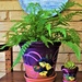 My New Pot Of Mixed Ferns ~.      by happysnaps