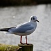 Seagull by gillian1912
