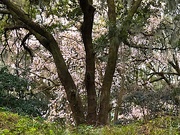 17th Feb 2019 - Oak trees and Japanese magnolia, Charleston