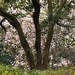 Oak trees and Japanese magnolia, Charleston by congaree