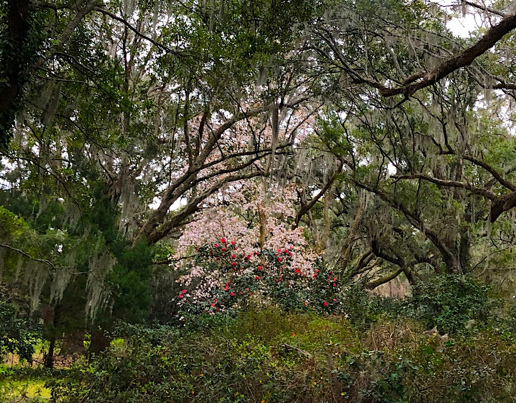 Live oak arch, camellias and Japanese Magnolia, Charleston by congaree