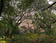 17th Feb 2019 - Live oak arch, camellias and Japanese Magnolia, Charleston