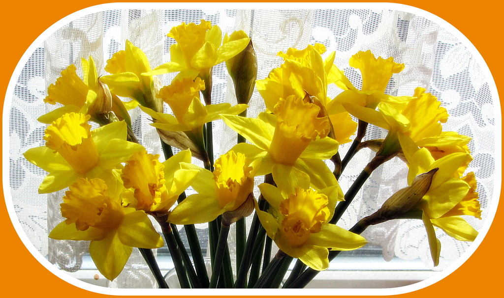 Sunlit daffodils in a vase. by grace55
