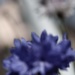 Macro blur by blueberry1222