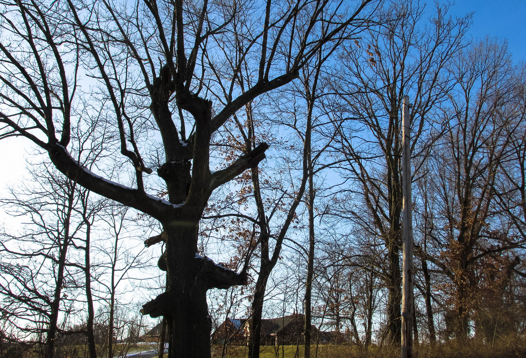 Odd shaped tree by mittens