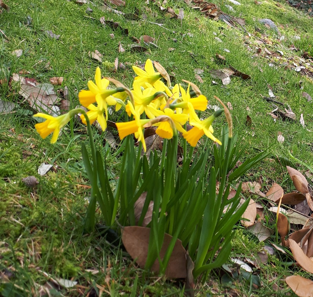 Tete a here daffodils by rosbush